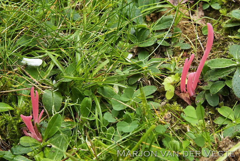 Rozerode knotszwam - Clavaria rosea